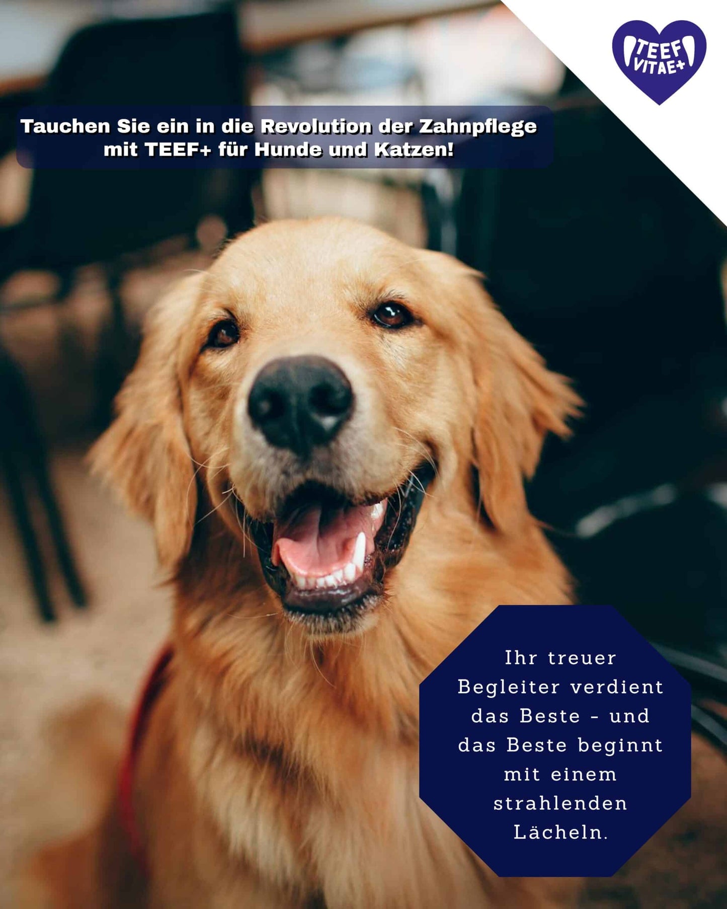 TEEF VitaePlus® (6g) - Natürliche Zahnpflege bei Maulgeruch & Zahnstein für Hunde & Katzen (ausreichend für 60 Tage / 60 Anw.)