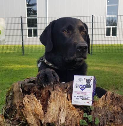 TEEF VitaePlus® Natürliche Zahnpflege beim Trinken für Hunde & Katzen 6g