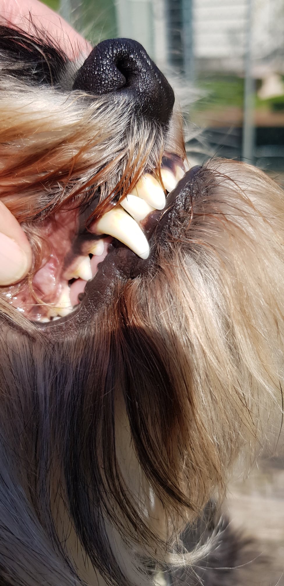 TEEF VitaePlus® Natürliche Zahnpflege beim Trinken für Hunde & Katzen 6g