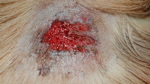 Dermatologie