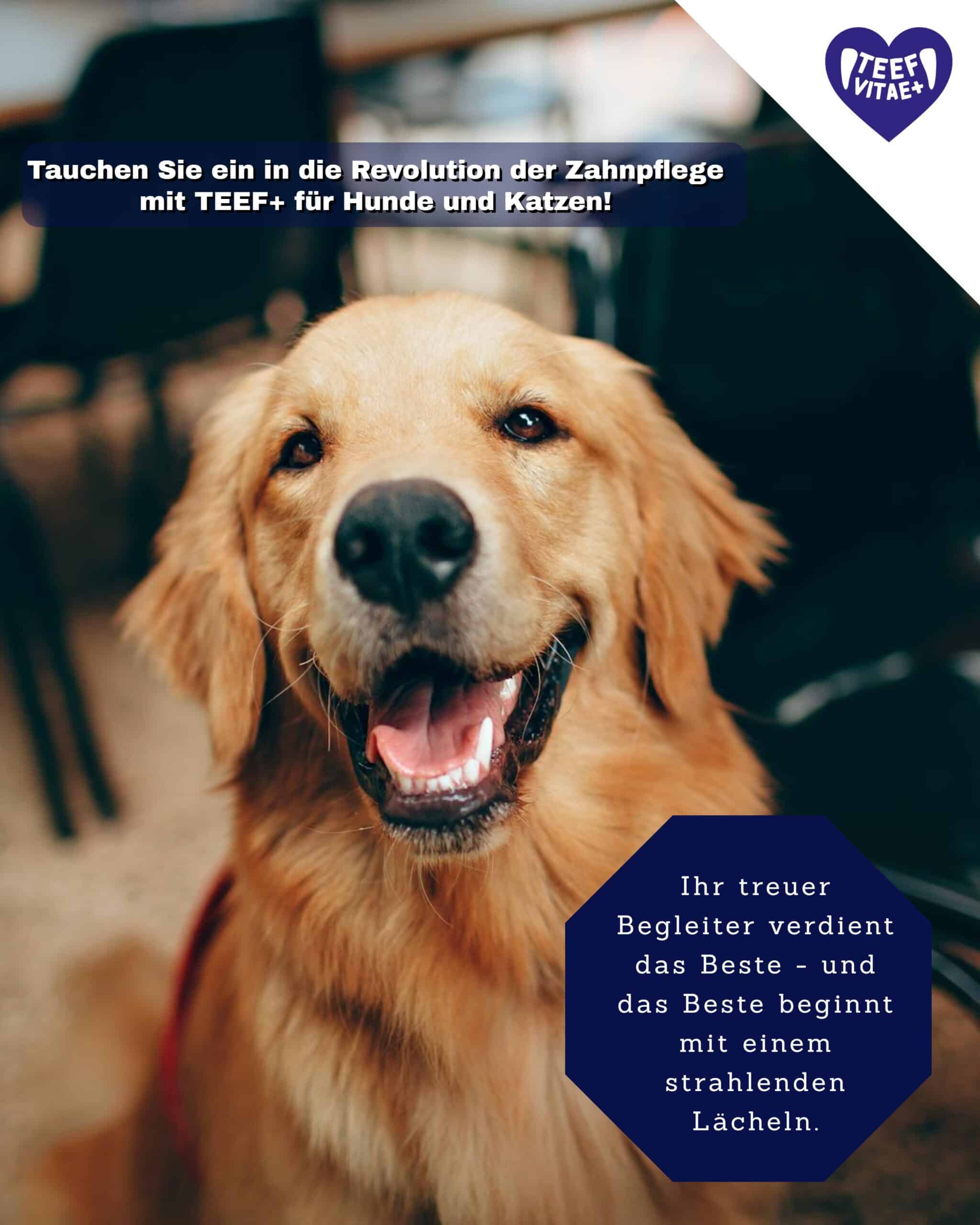 TEEF VitaePlus® (6g) - Natürliche Zahnpflege bei Maulgeruch & Zahnstein für Hunde & Katzen (ausreichend für 60 Tage / 60 Anw.)