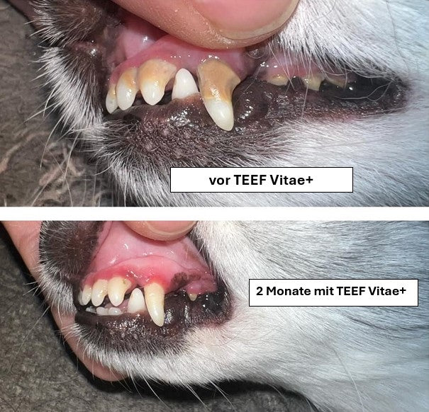 TEEF VitaePlus® (6g) - Natürliche Zahnpflege bei Maulgeruch & Zahnstein für Hunde & Katzen (ausreichend für 60 Tage / 60 Anw.)